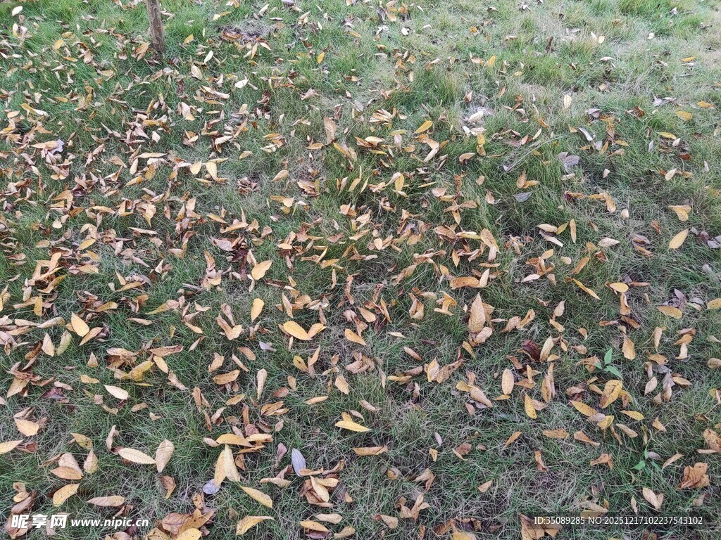 地面上的枯黄落叶