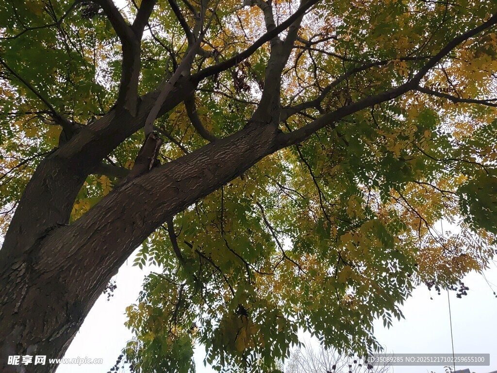 仰视下的繁茂大树