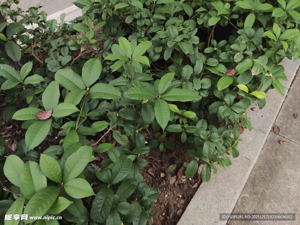 路边翠绿植物景观