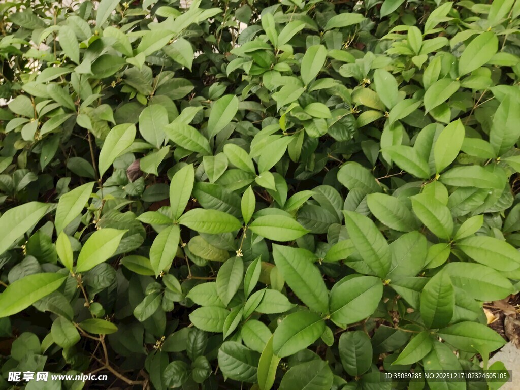 翠绿繁茂的植物叶片