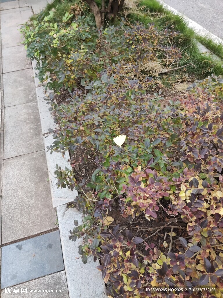 路边多彩植物景观