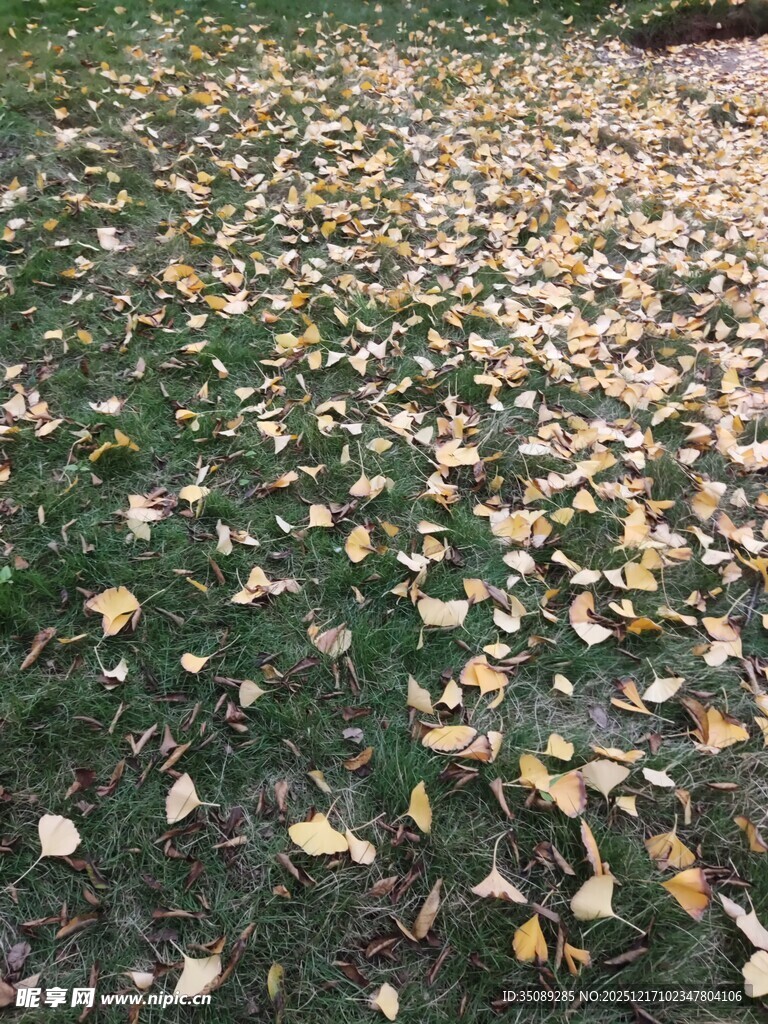秋日草地银杏落叶美景