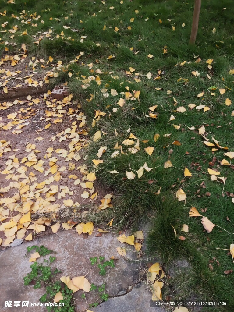 秋日草地落满金黄银杏叶