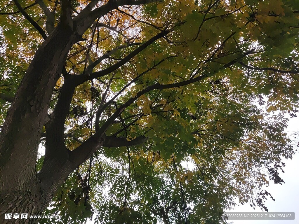 仰视繁茂大树枝叶