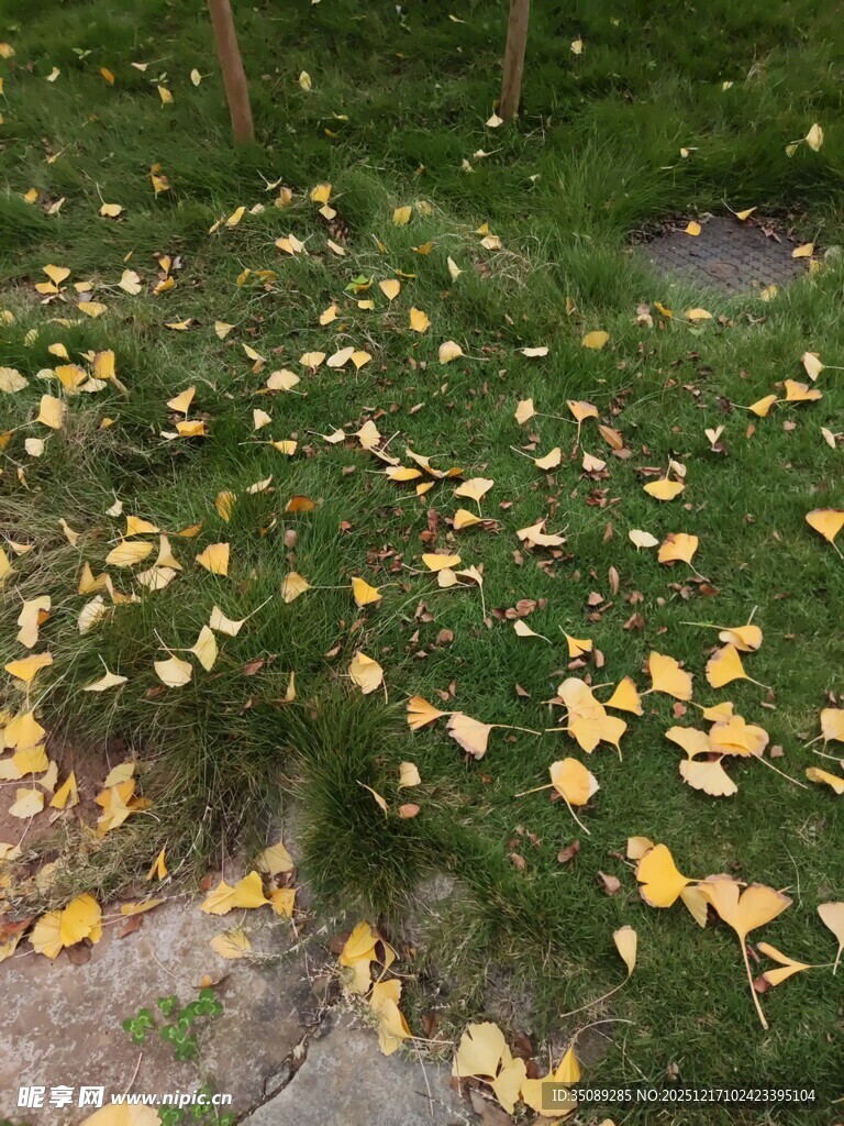 草地上的金黄落叶