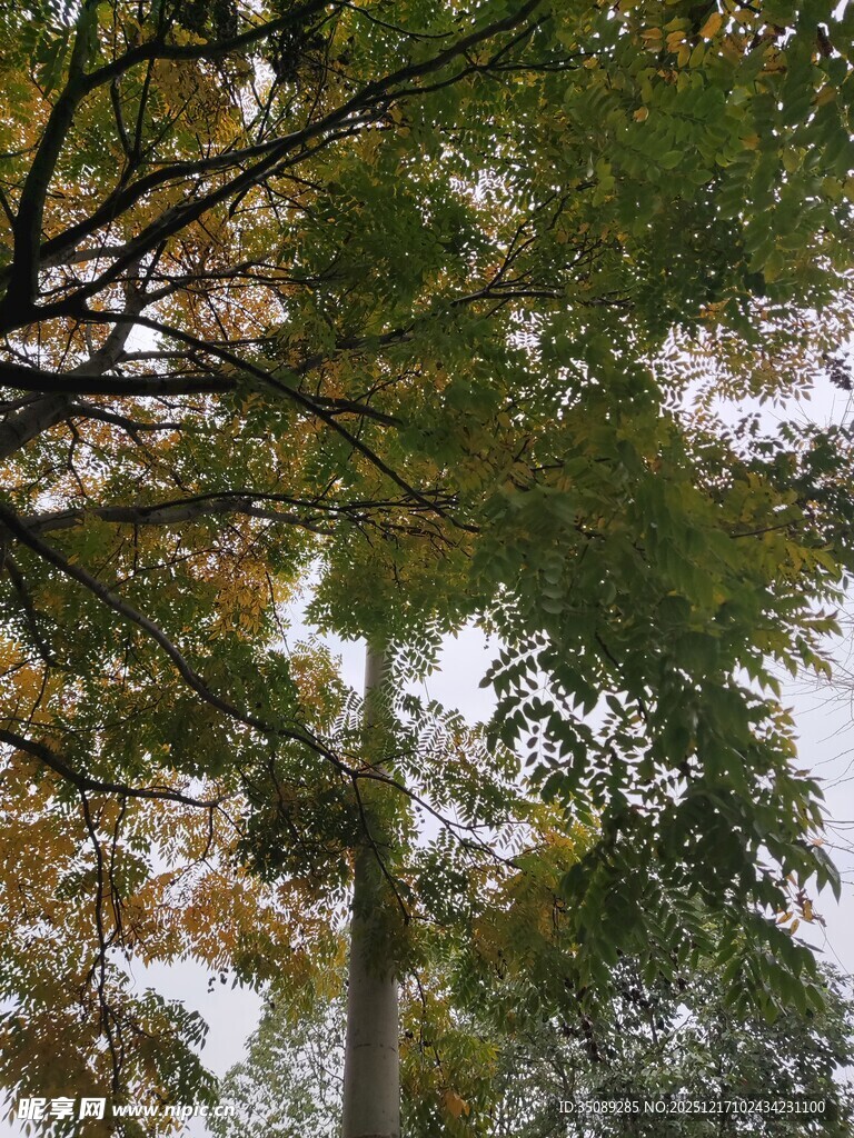 仰视秋日树林树冠景象