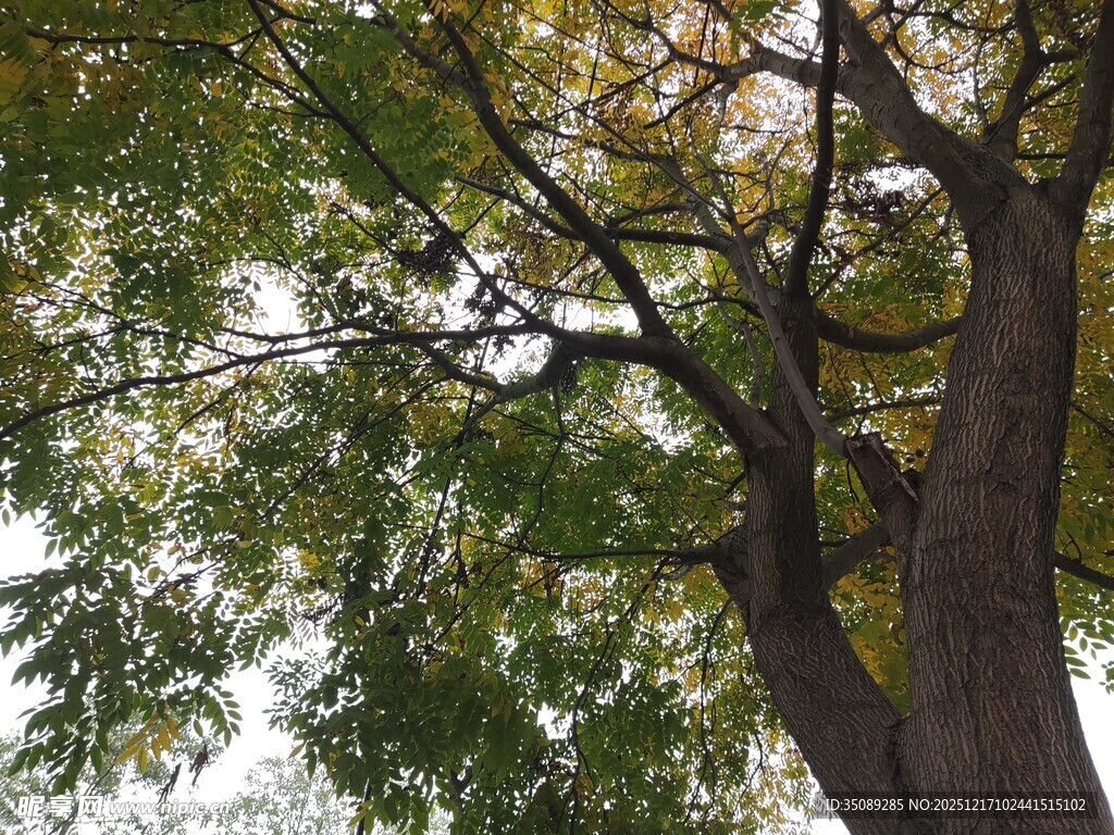 繁茂大树展现自然生机