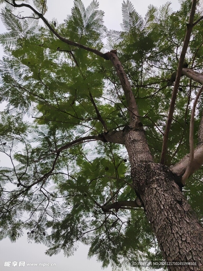 高大挺拔的树木枝叶繁茂