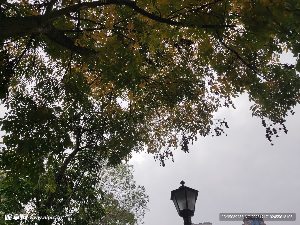 树下路灯秋日静谧景致