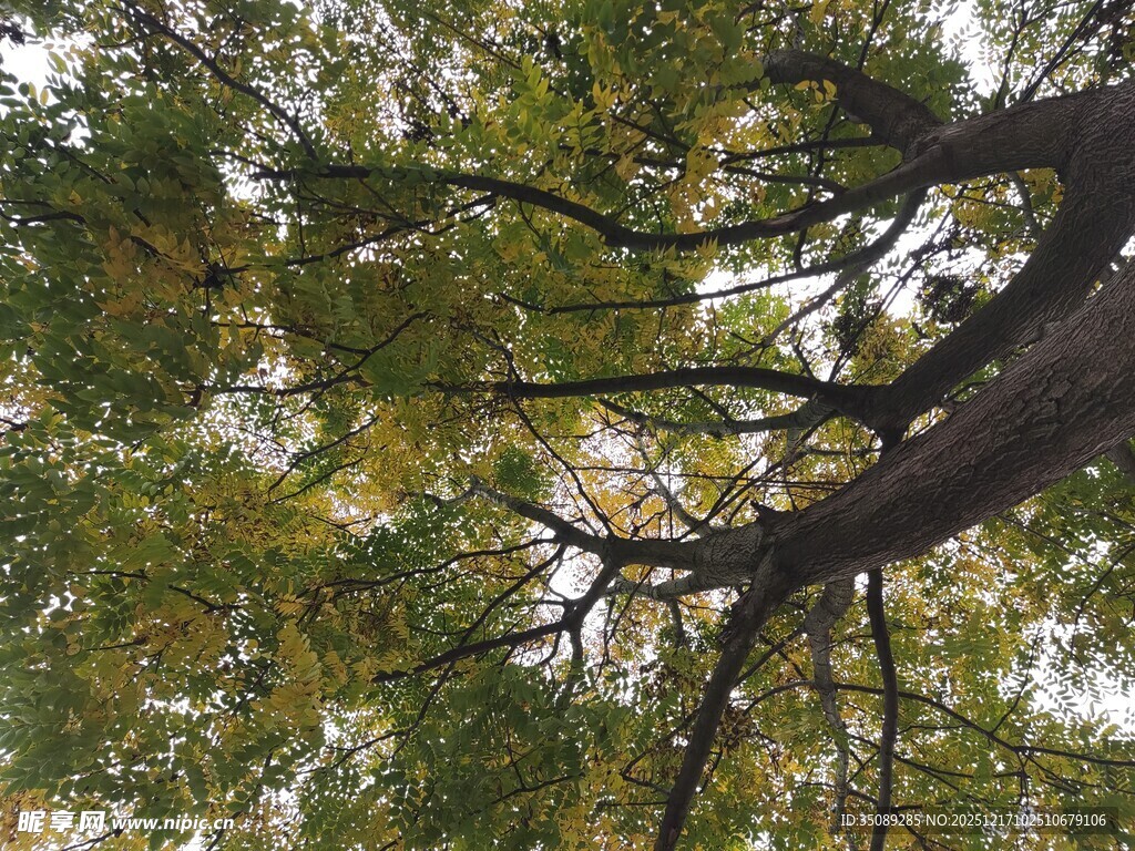 树枝间的翠绿树叶