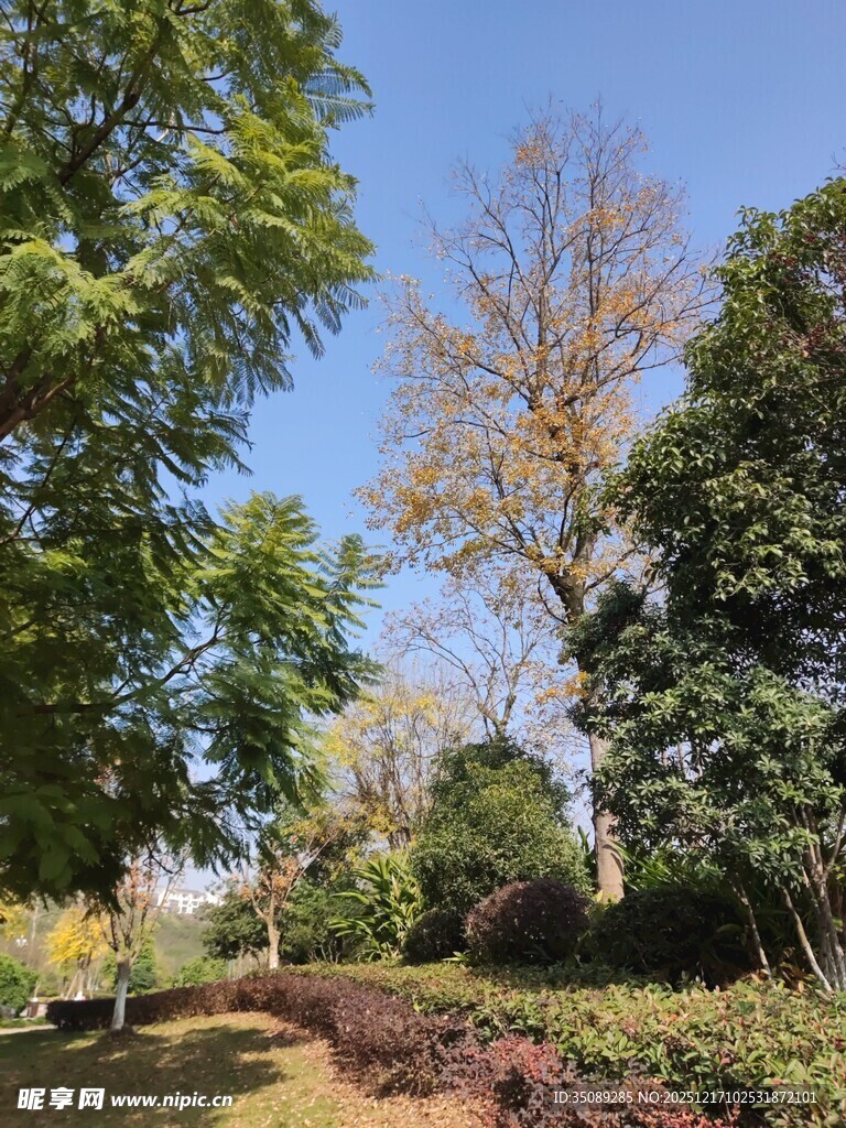 阳光明媚的园林景观