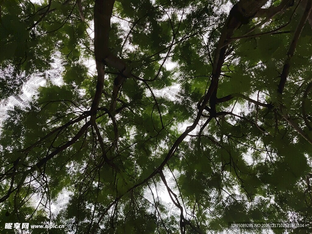 仰视茂密枝叶