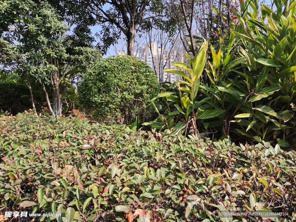 繁茂绿植景观
