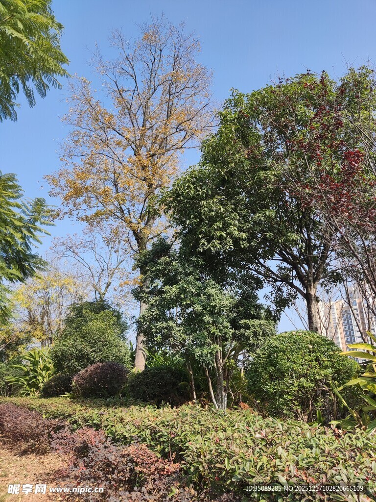 户外繁茂绿植景观