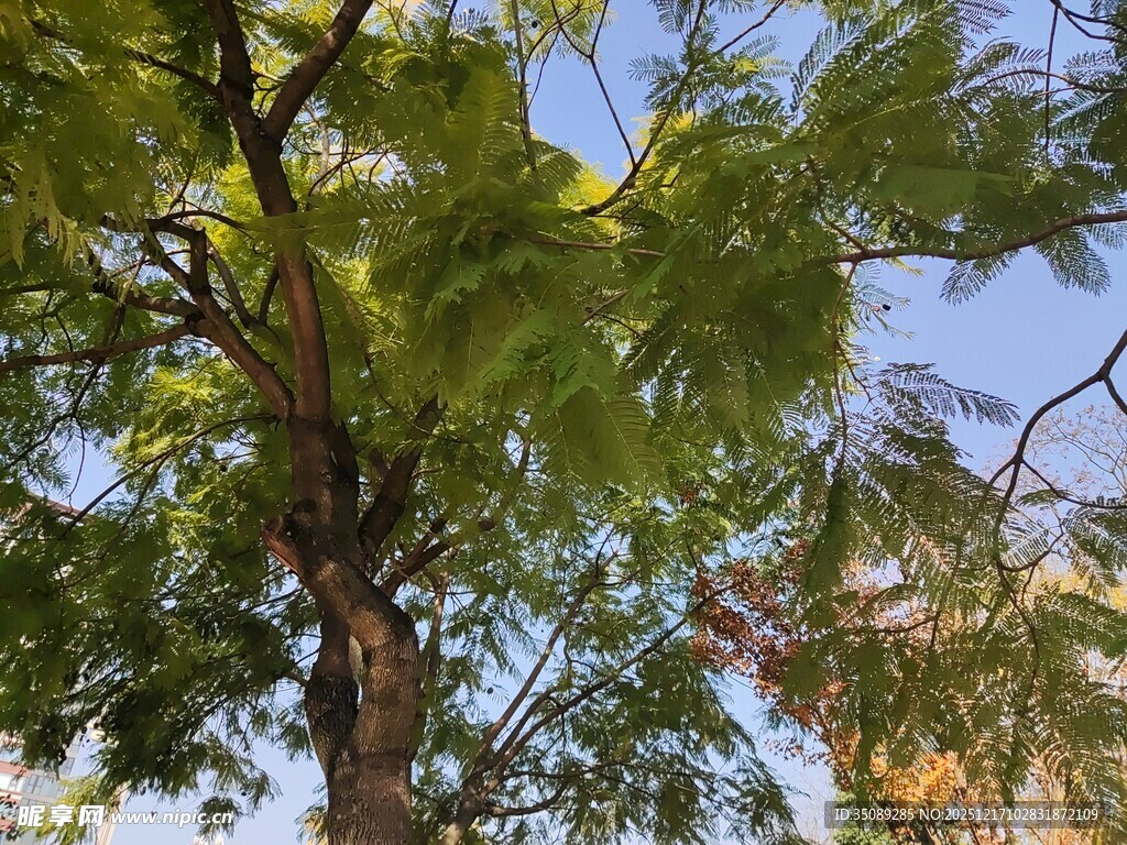 夏日葱郁树木枝叶景观