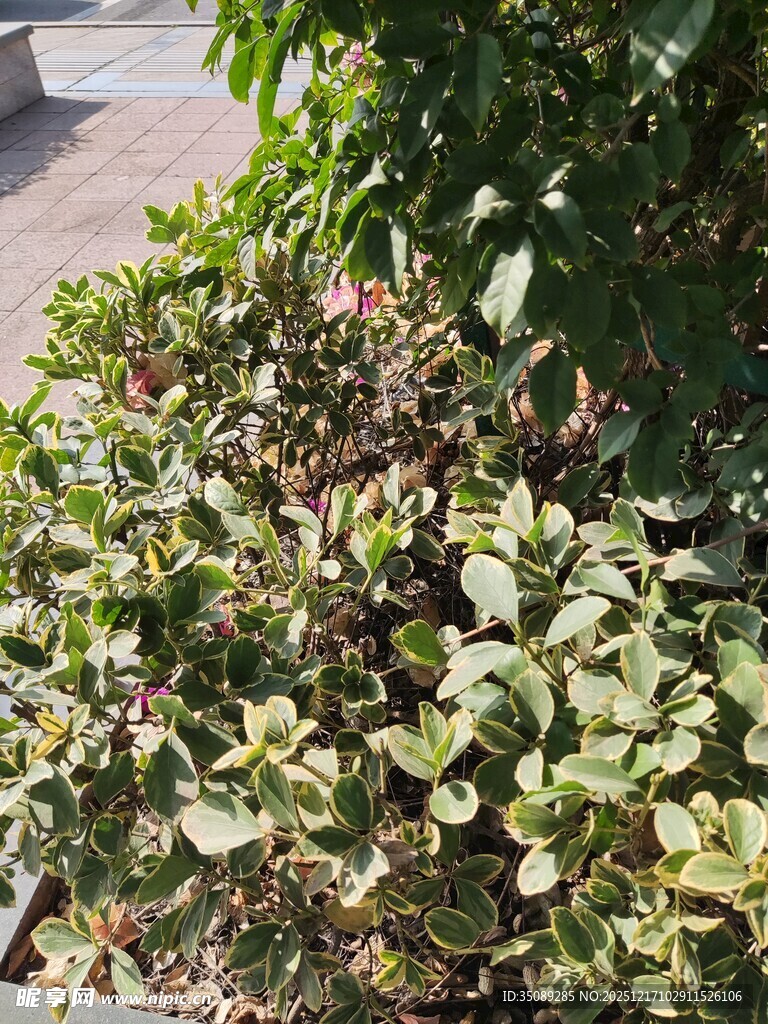 绿叶繁茂的植物景观