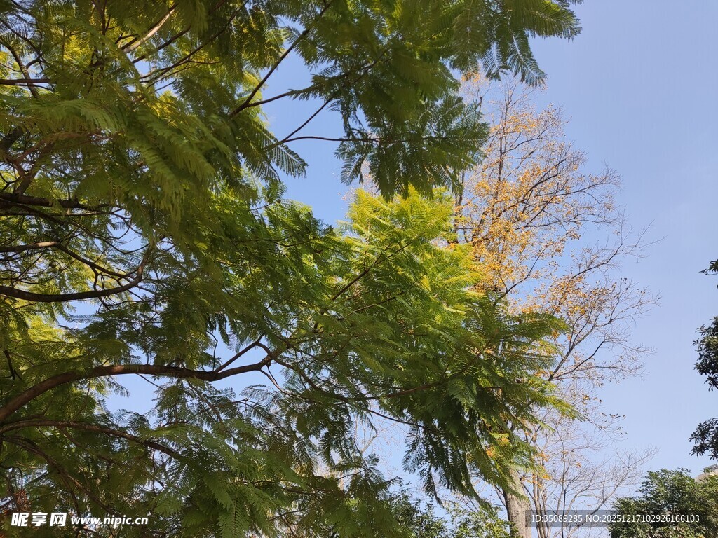 阳光下的繁茂绿树