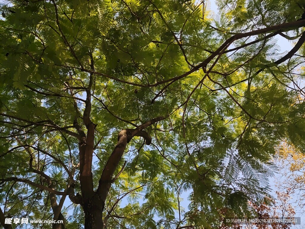 仰视茂密枝叶繁茂的大树