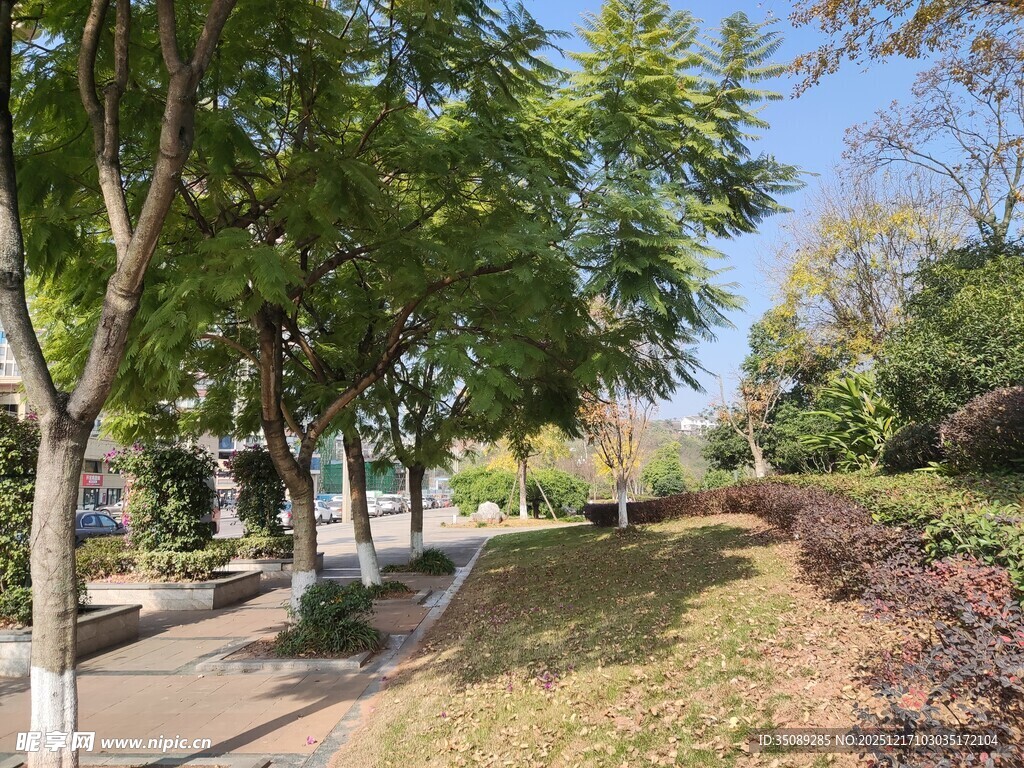 林荫小道城市中的静谧一角