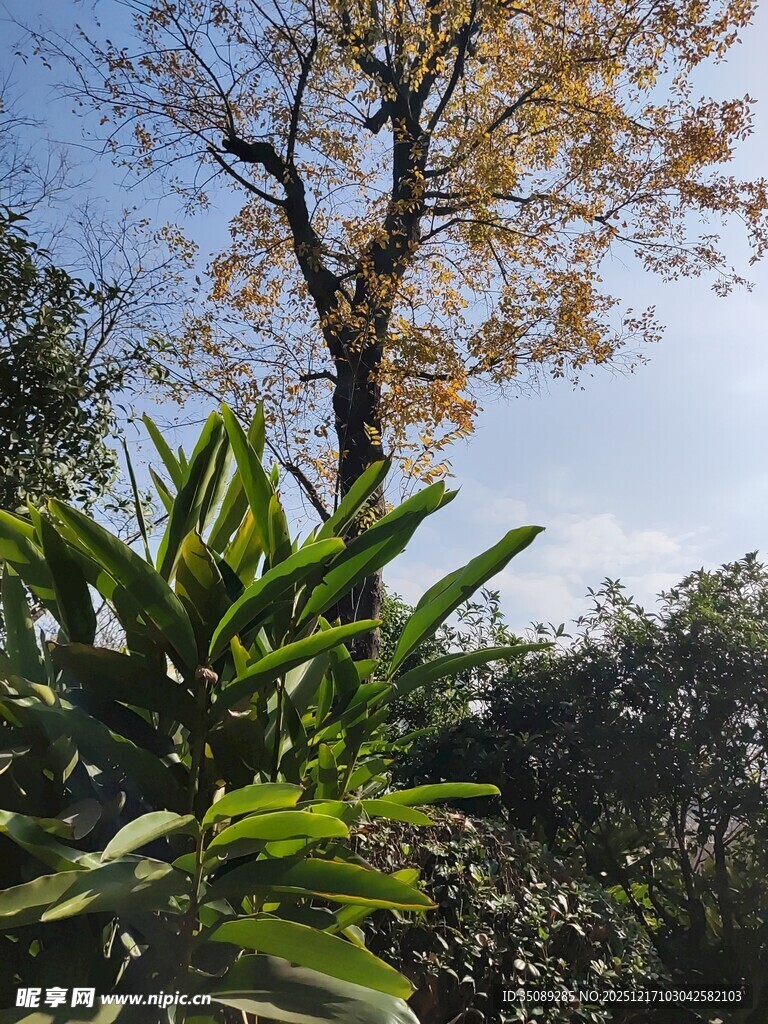 秋日绿植与孤树景致