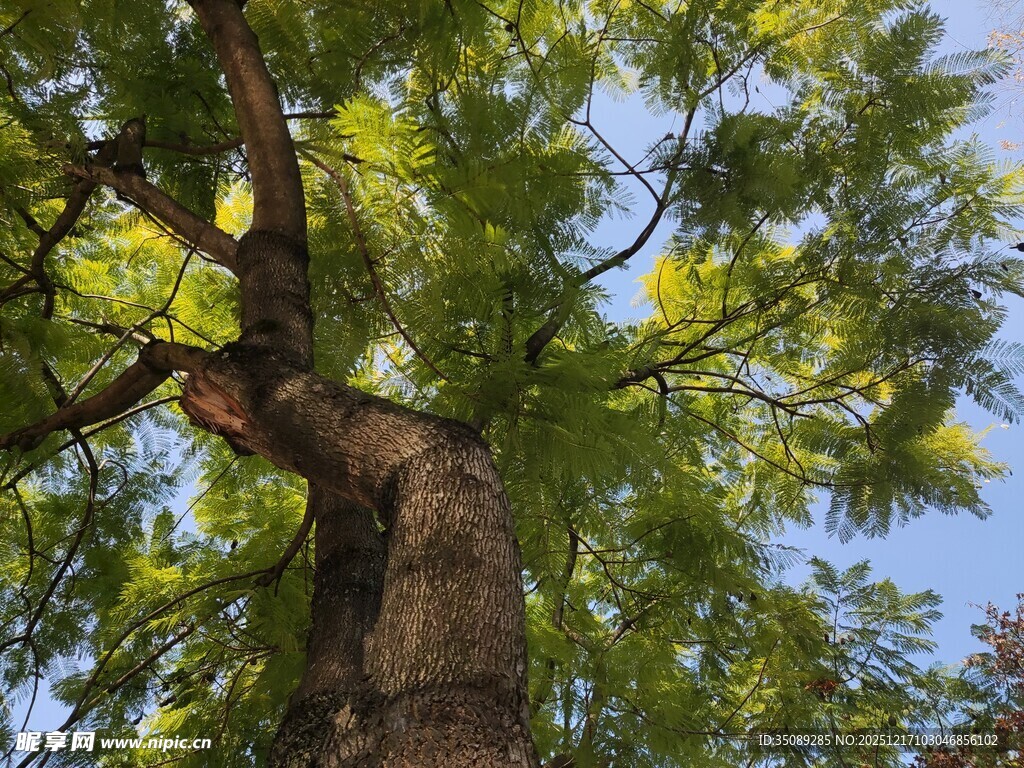 仰视繁茂大树树冠