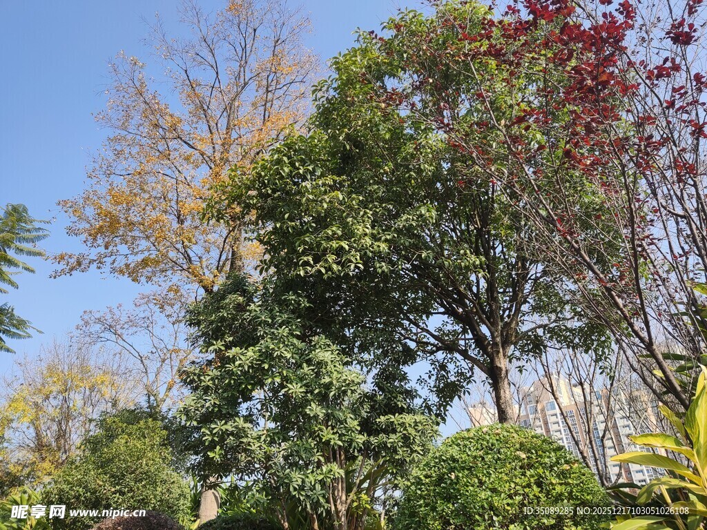 秋日多彩树木景观