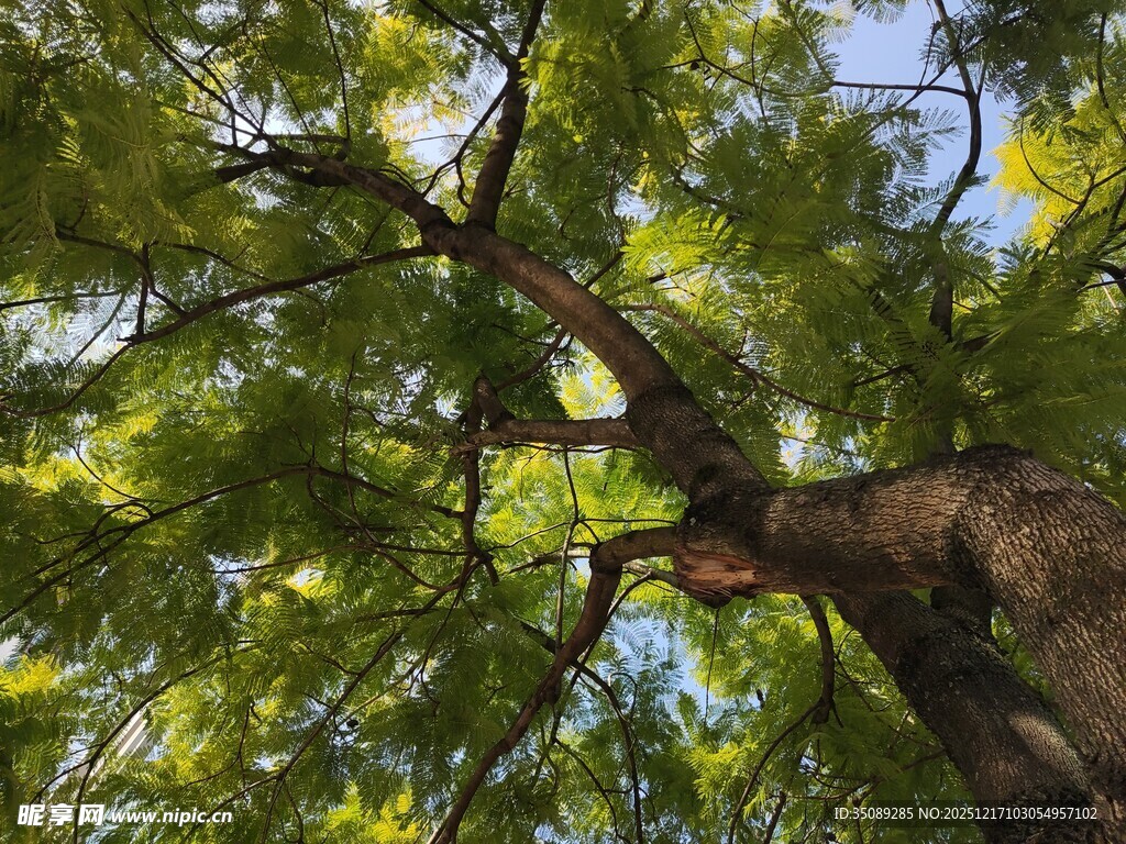 仰视葱郁大树繁茂枝叶