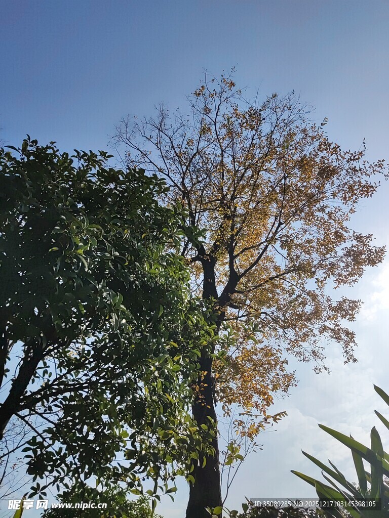 阳光下的树木景观