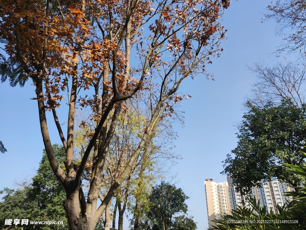 秋日树梢下的城市景致