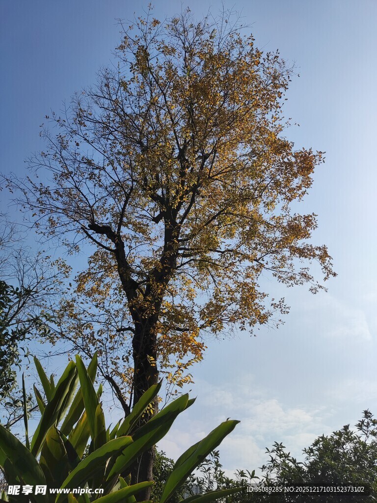 秋日孤树尽显自然景致