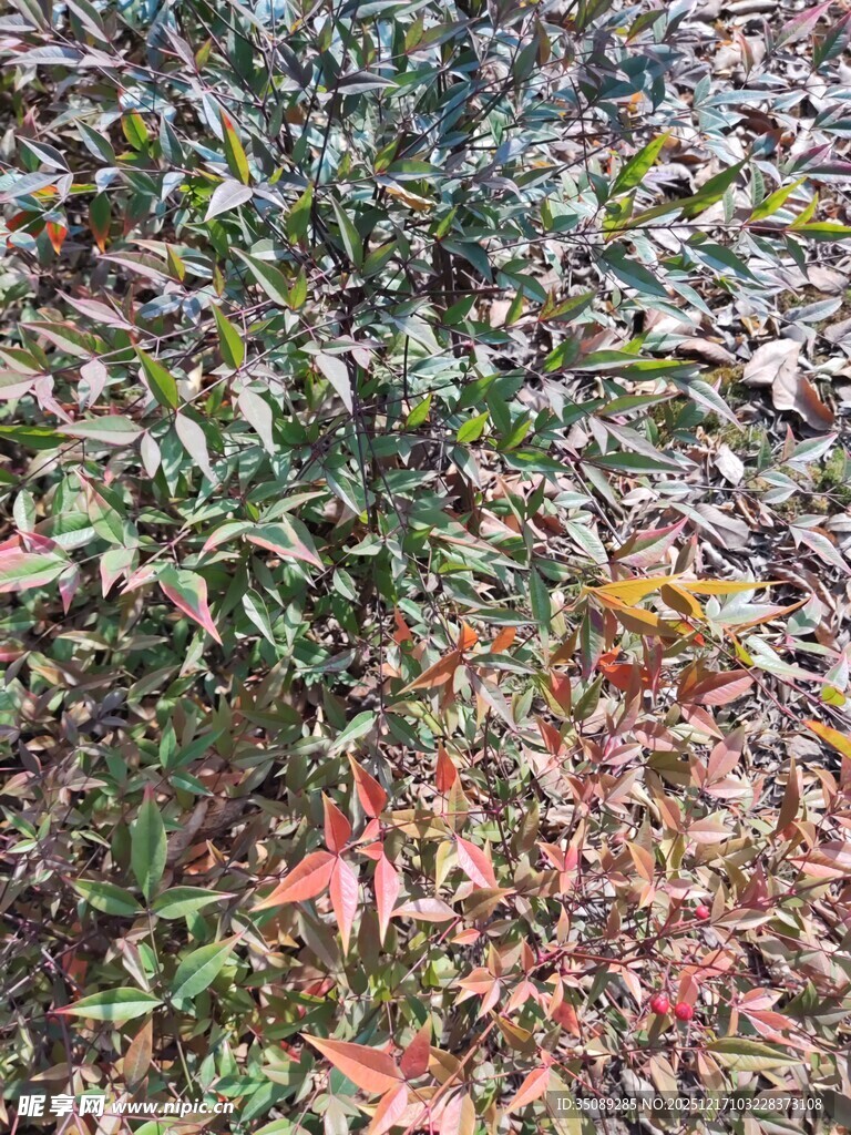 多彩树叶植物景观