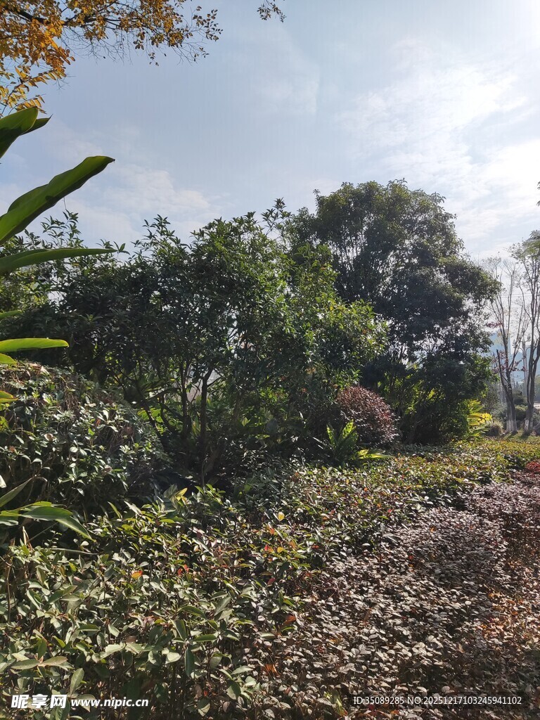 户外繁茂绿植景观