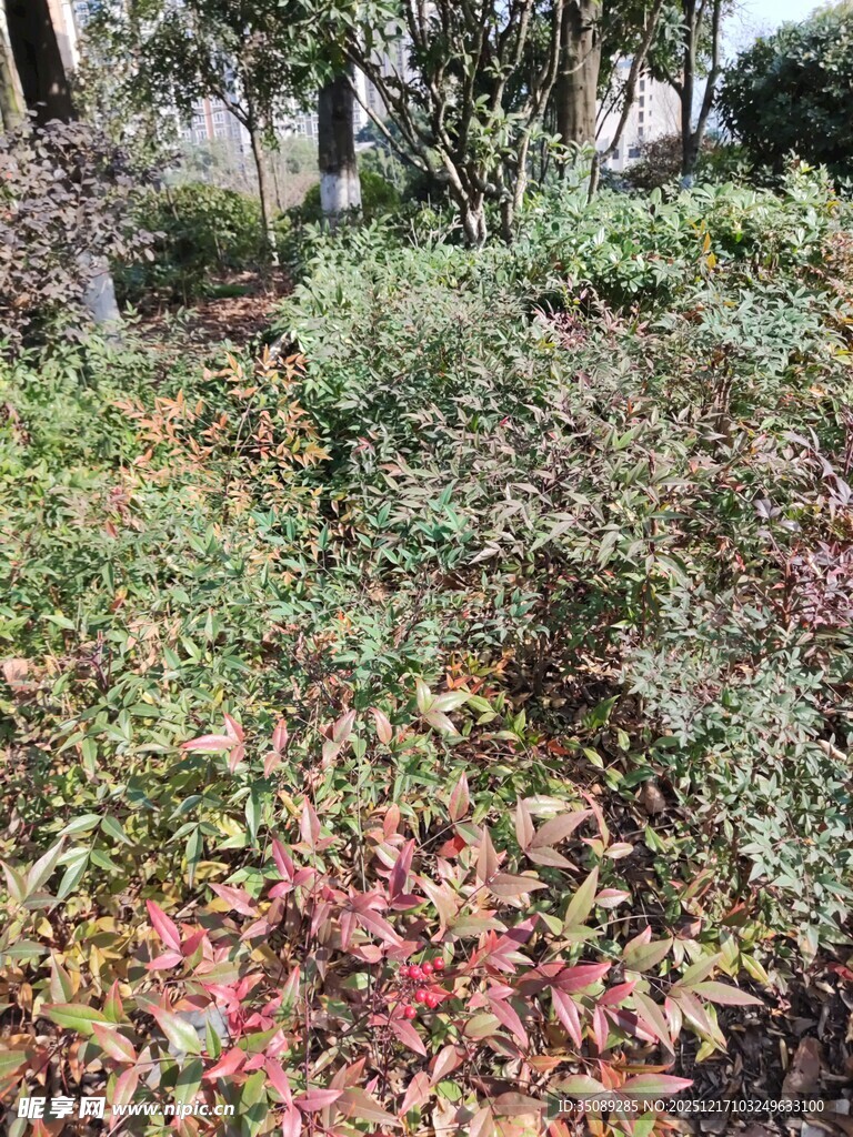 秋日多彩植物景观