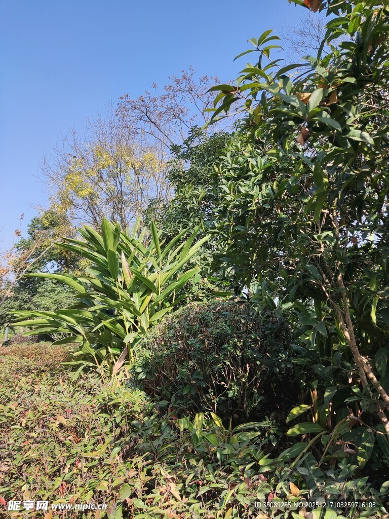 户外繁茂绿植景观