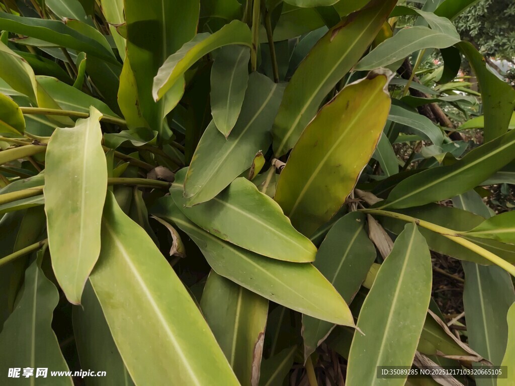 翠绿阔叶植物特写