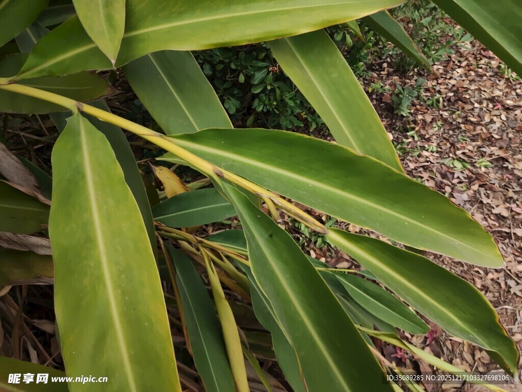 翠绿修长叶片的植物特写