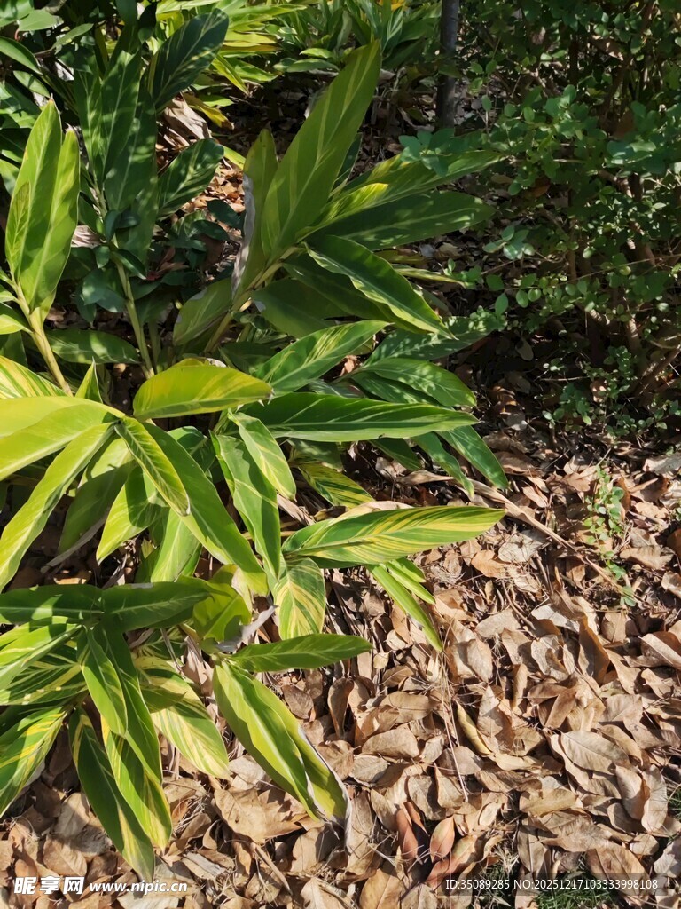 绿叶覆于落叶之上