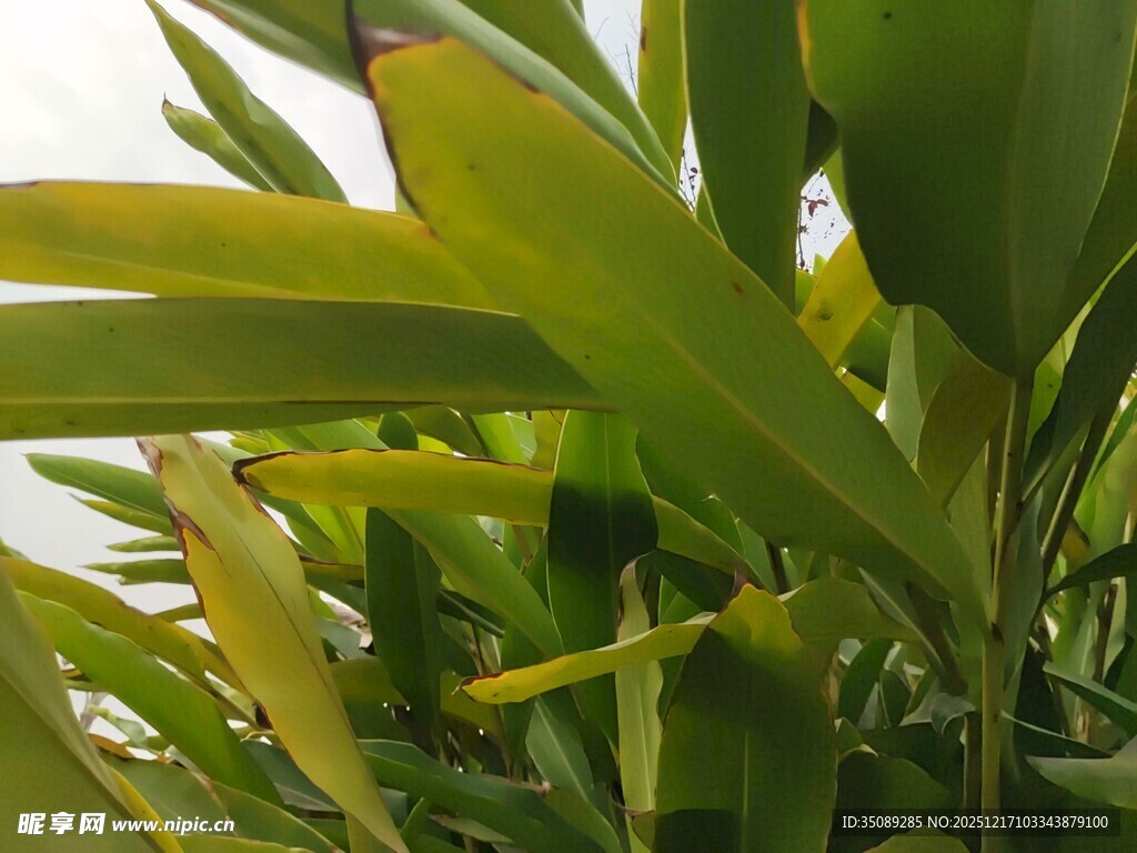 翠绿叶片的热带植物