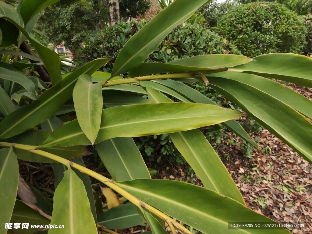 翠绿繁茂的热带植物叶片