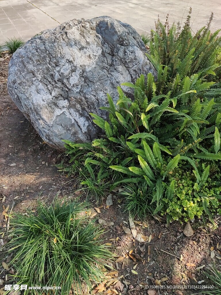 岩石旁的翠绿植物景观