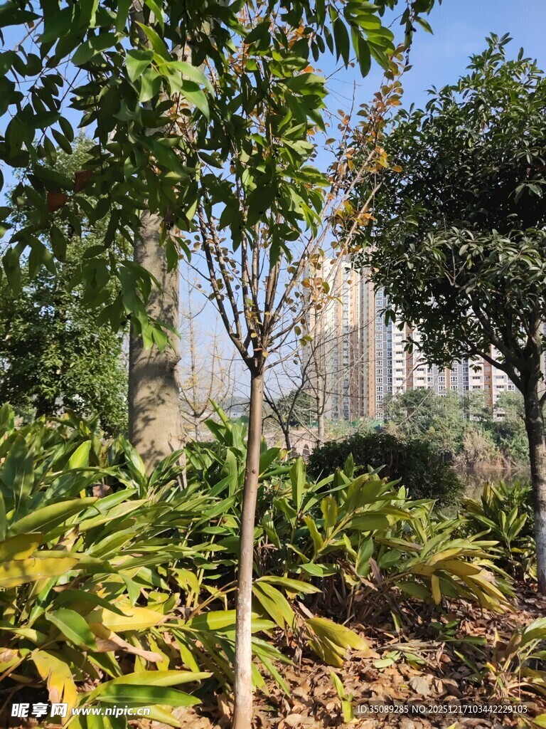 城市中繁茂的绿植景观