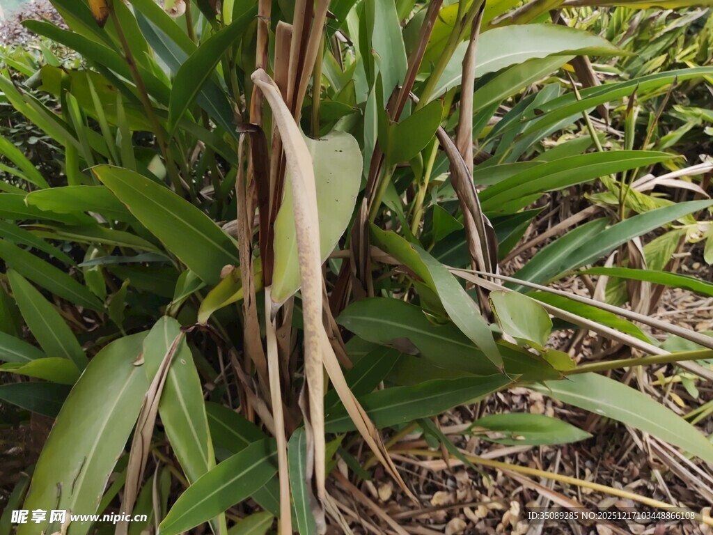竹林中生长的奇特植物