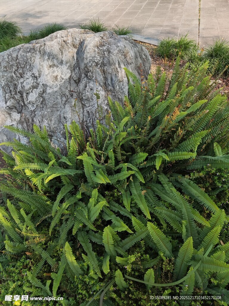 石旁葱郁绿植