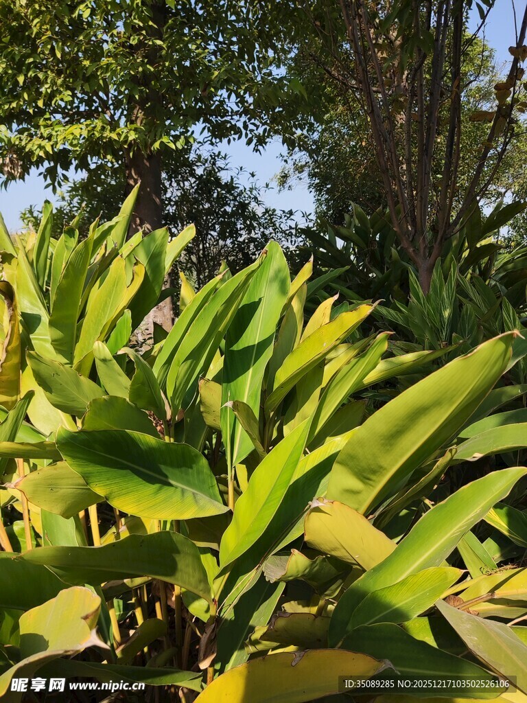 阳光下的翠绿芭蕉叶