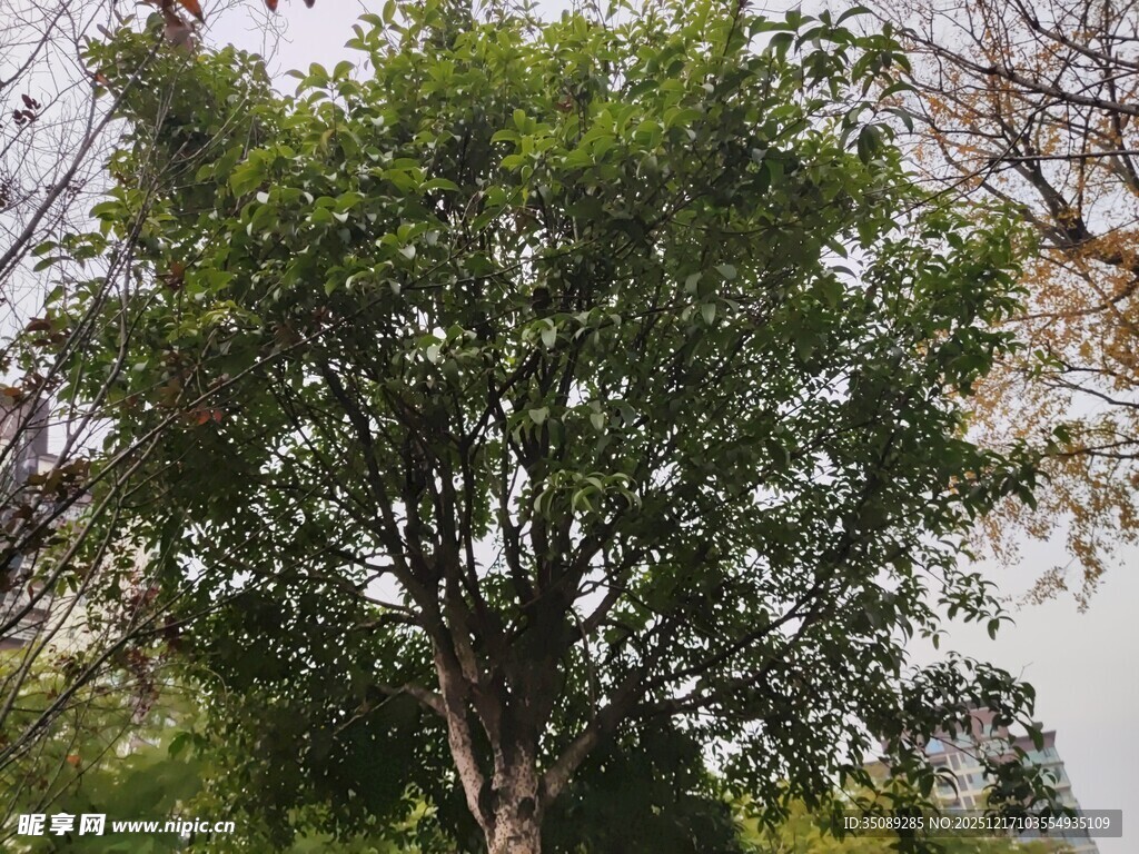 茂盛大树展现勃勃生机