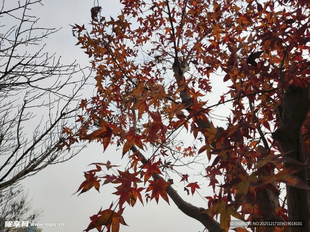秋日红枫树枝特写