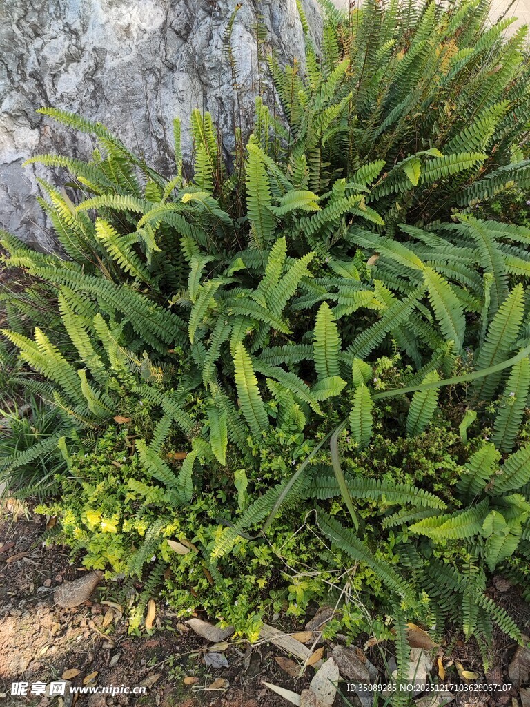 翠绿繁茂的绿植景观