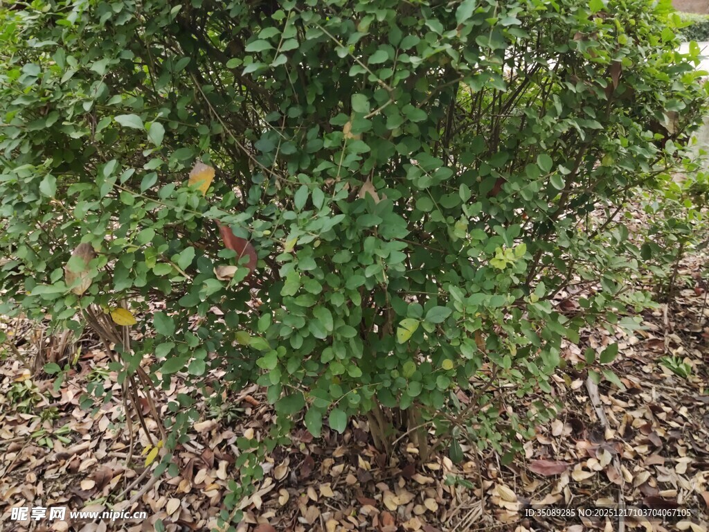 绿叶繁茂的灌木植物