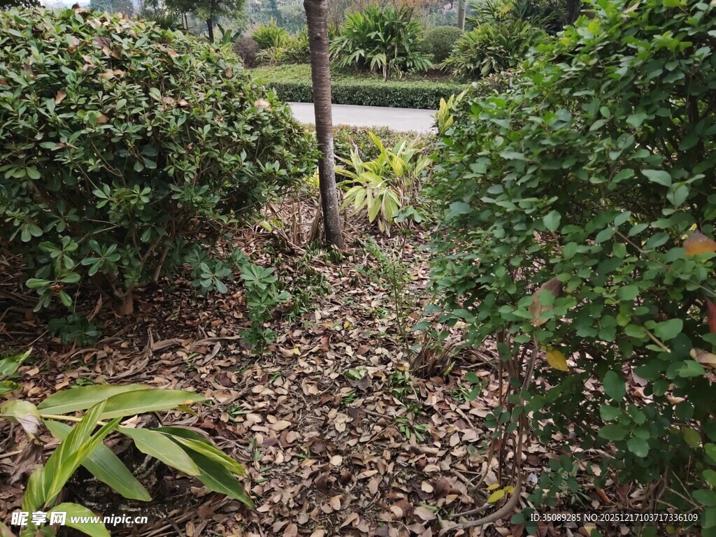 林间灌木丛中的小径