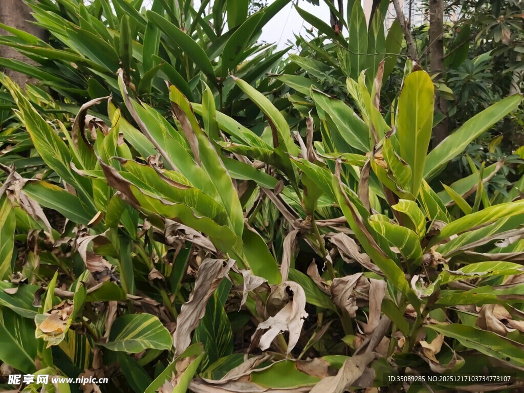 枯黄与翠绿交织的植物